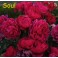 Soul