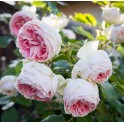 Pompon Flower Circus (Pashmina)
