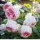 Pompon Flower Circus (Pashmina)