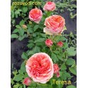 Teresa