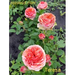 Teresa Teresa