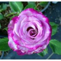 Deep Purple