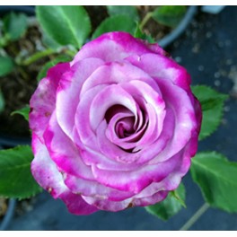 Deep Purple Deep Purple
