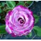 Deep Purple