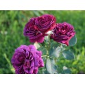 Parfum de Reve