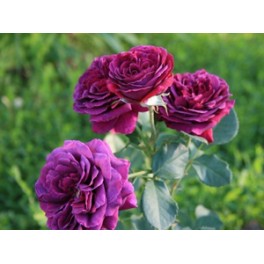 Parfum de Reve