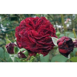 Speronella Dalesmanini