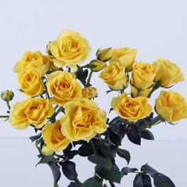  Palme d'or
