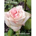Pink O'Hara
