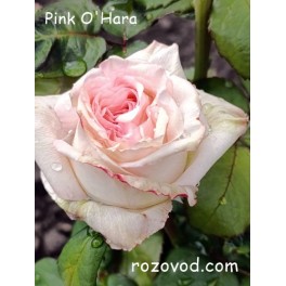 Pink O'Hara Pink O'Hara