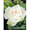 Whait O'Hara