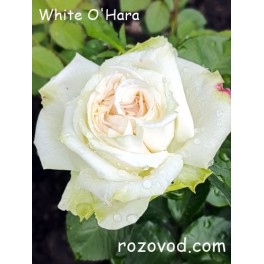 Whait O'Hara Whait O'Hara