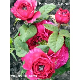 Princess Kishi