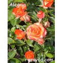 Alegria
