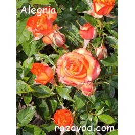 Alegria Alegria
