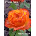 Orange Reeva