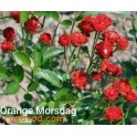 Orange Morsdag