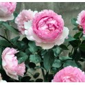 Fragrance of Fragrances