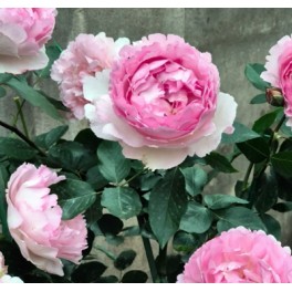 Fragrance of Fragrances