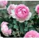 Fragrance of Fragrances